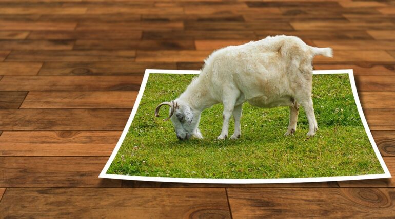small white goat eating grass on a fictional world of green carpet made of grass laid out on a brown wooden floor