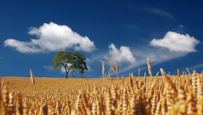 a fictional setting example of worldbuilding showing a brown field with a single green tree and blue sky above with clouds